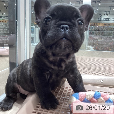 石川県のフレンチブルドッグ (ペットプラス 白山店/2025年11月20日生まれ/男の子/ブリンドル)の子犬の4枚目の画像