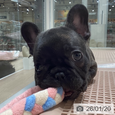 石川県のフレンチブルドッグ (ペットプラス 白山店/2025年11月20日生まれ/男の子/ブリンドル)の子犬の3枚目の画像