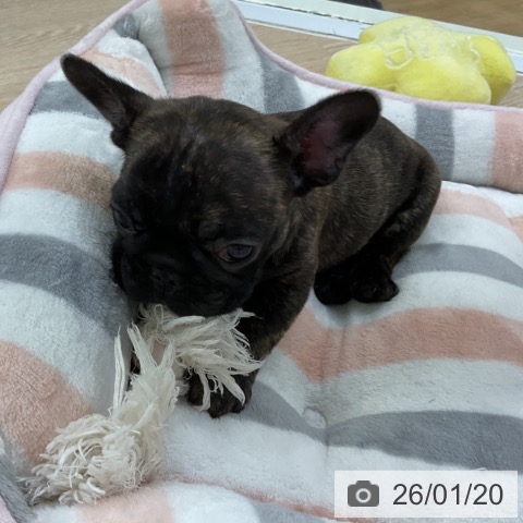 愛知県のフレンチブルドッグ (ペットプラス ナゴヤドーム前店/2025年11月20日生まれ/女の子/ブリンドル)の子犬の4枚目の画像