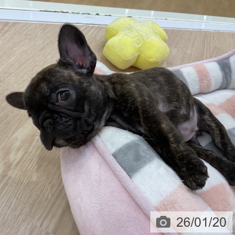愛知県のフレンチブルドッグ (ペットプラス ナゴヤドーム前店/2025年11月20日生まれ/女の子/ブリンドル)の子犬の3枚目の画像