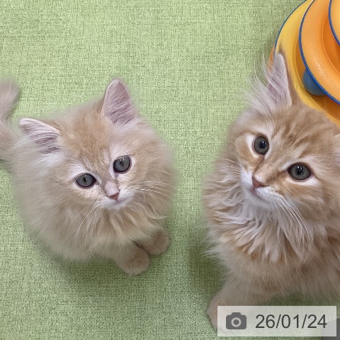 三重県のマンチカン (ペットプラス 津南店/2025年10月30日生まれ/男の子/クリームタビー)の子猫の3枚目の画像