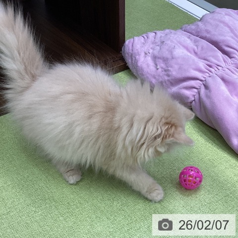 三重県のマンチカン (ペットプラス 津南店/2025年10月30日生まれ/男の子/クリームタビー)の子猫の3枚目の画像