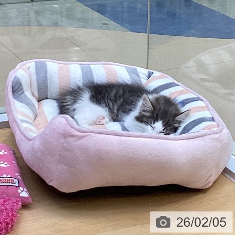 ノルウェージャンフォレストキャットの写真