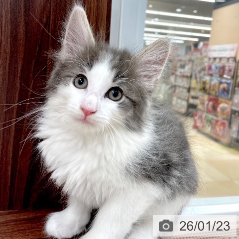 愛知県のノルウェージャンフォレストキャット (ペットプラス 豊田店/2025年11月19日生まれ/男の子/ブルータビーホワイト)の子猫の4枚目の画像