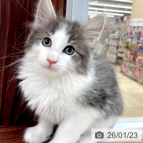 愛知県のノルウェージャンフォレストキャット (ペットプラス 豊田店/2025年11月19日生まれ/男の子/ブルータビーホワイト)の子猫の3枚目の画像