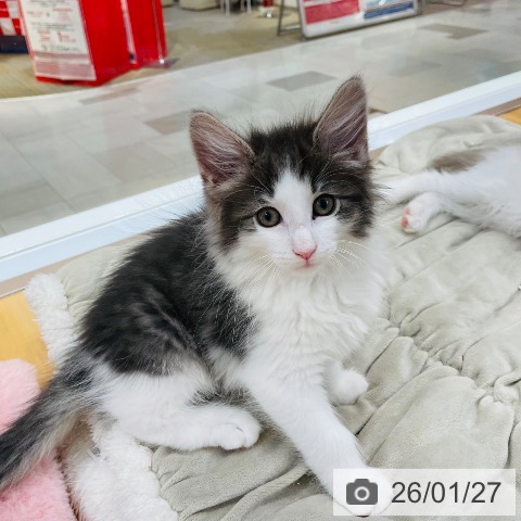 愛知県のノルウェージャンフォレストキャット (ペットプラス 豊田店/2025年11月19日生まれ/男の子/ブルータビーホワイト)の子猫の4枚目の画像