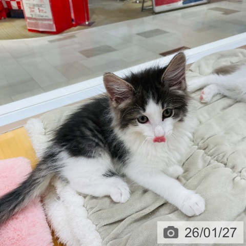 愛知県のノルウェージャンフォレストキャット (ペットプラス 豊田店/2025年11月19日生まれ/男の子/ブルータビーホワイト)の子猫の3枚目の画像