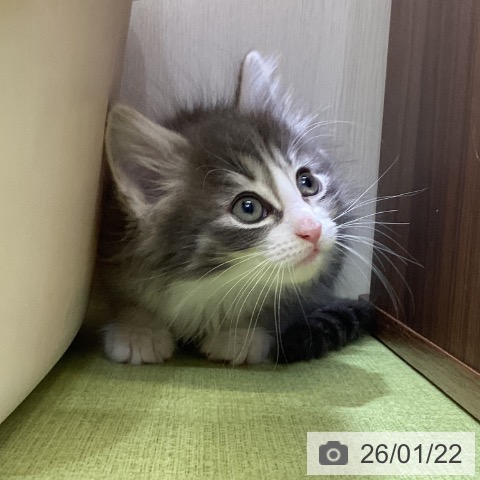 富山県のノルウェージャンフォレストキャット (ペットプラス 高岡店/2025年11月19日生まれ/男の子/ブルータビーホワイト)の子猫の4枚目の画像