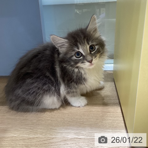 愛知県のノルウェージャンフォレストキャット (ペットプラス ナゴヤドーム前店/2025年11月19日生まれ/女の子/ブルータビーホワイト)の子猫の4枚目の画像