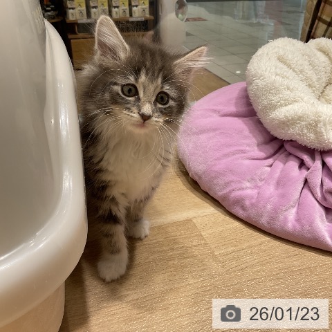 愛知県のノルウェージャンフォレストキャット (ペットプラス ナゴヤドーム前店/2025年11月19日生まれ/女の子/ブルータビーホワイト)の子猫の3枚目の画像