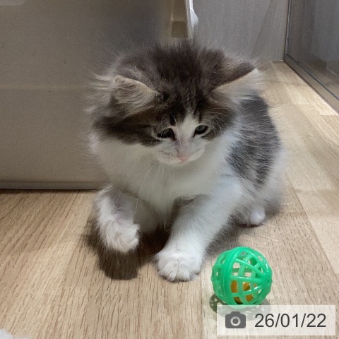 ノルウェージャンフォレストキャットの写真