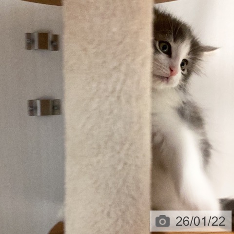 ノルウェージャンフォレストキャットの写真