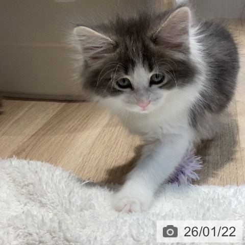 ノルウェージャンフォレストキャットの写真