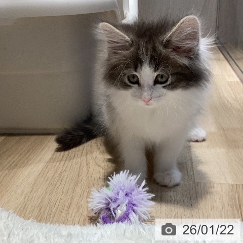 ノルウェージャンフォレストキャットの写真