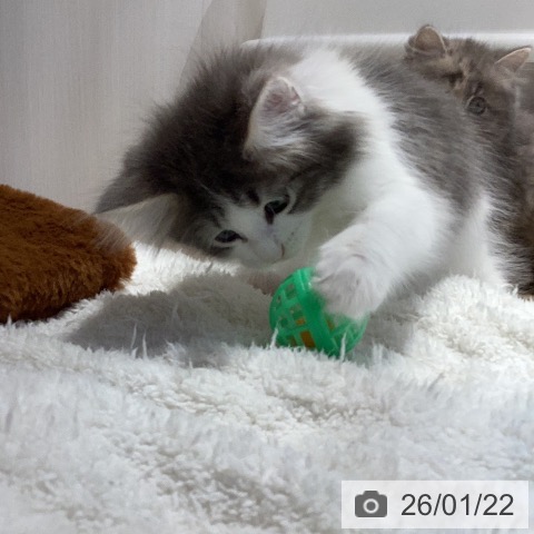 ノルウェージャンフォレストキャットの写真