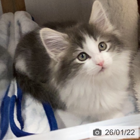 ノルウェージャンフォレストキャットの写真