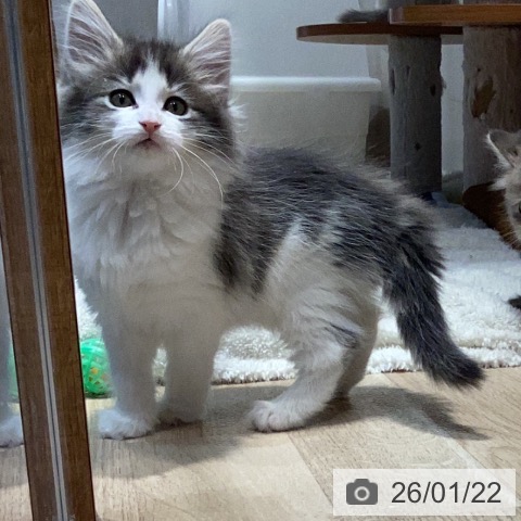 ノルウェージャンフォレストキャットの写真