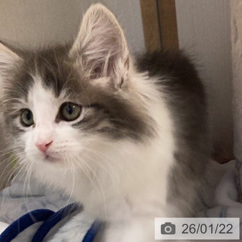 岐阜県のノルウェージャンフォレストキャット (ペットプラス 各務原店/2025年11月19日生まれ/女の子/ブルータビーホワイト)の子猫の4枚目の画像