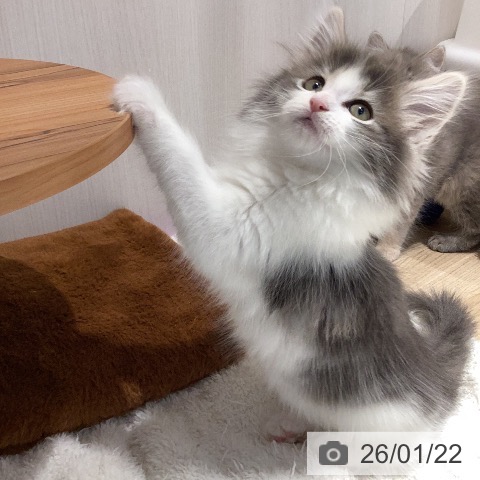 岐阜県のノルウェージャンフォレストキャット (ペットプラス 各務原店/2025年11月19日生まれ/女の子/ブルータビーホワイト)の子猫の3枚目の画像