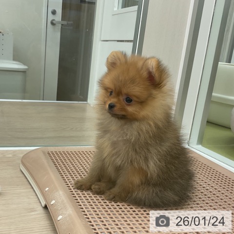 福井県のポメラニアン (ペットプラス 福井店/2025年11月19日生まれ/男の子/オレンジ)の子犬の4枚目の画像