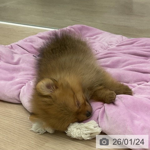 福井県のポメラニアン (ペットプラス 福井店/2025年11月19日生まれ/男の子/オレンジ)の子犬の3枚目の画像