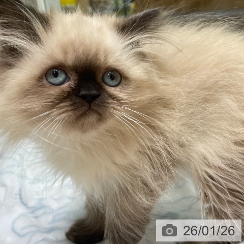 愛知県のヒマラヤン (ペットプラス 則武新町店/2025年10月29日生まれ/女の子/シールポイント)の子猫の4枚目の画像