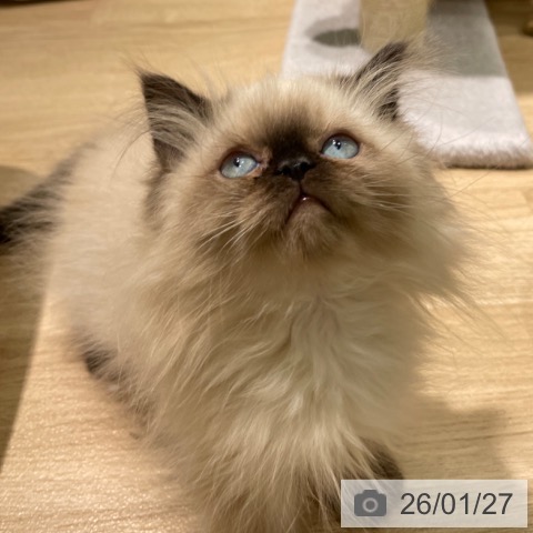 愛知県のヒマラヤン (ペットプラス 則武新町店/2025年10月29日生まれ/女の子/シールポイント)の子猫の3枚目の画像