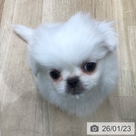 岐阜県のペキニーズ (ペットプラス 各務原店/2025年11月18日生まれ/男の子/クリーム)の子犬の4枚目の画像