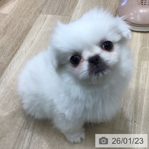 岐阜県のペキニーズ (ペットプラス 各務原店/2025年11月18日生まれ/男の子/クリーム)の子犬の3枚目の画像