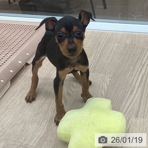 石川県のミニチュアピンシャー (ペットプラス 白山店/2025年11月19日生まれ/男の子/ブラックタン)の子犬の4枚目の画像