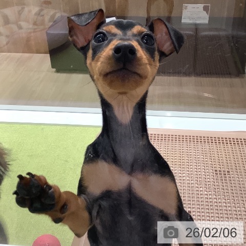 石川県のミニチュアピンシャー (ペットプラス 白山店/2025年11月19日生まれ/男の子/ブラックタン)の子犬の4枚目の画像