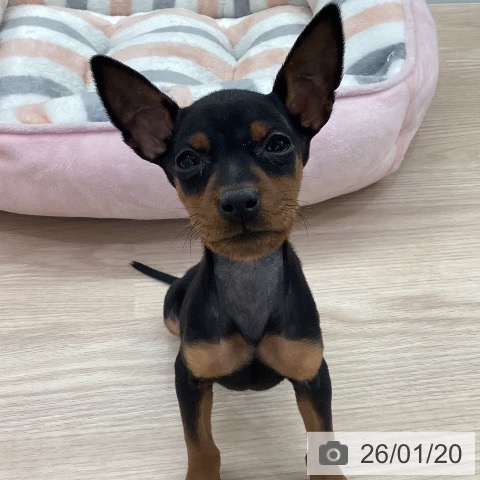 愛知県のミニチュアピンシャー (ペットプラス 豊田店/2025年11月15日生まれ/男の子/ブラックタン)の子犬の4枚目の画像