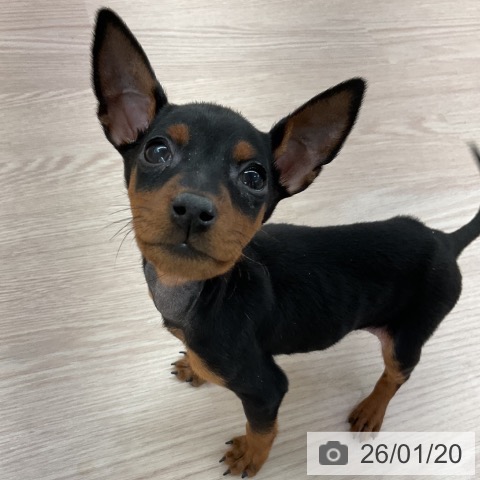 愛知県のミニチュアピンシャー (ペットプラス 豊田店/2025年11月15日生まれ/男の子/ブラックタン)の子犬の3枚目の画像