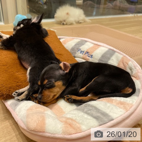 愛知県のミニチュアピンシャー (ペットプラス 則武新町店/2025年11月15日生まれ/女の子/ブラックタン)の子犬の3枚目の画像