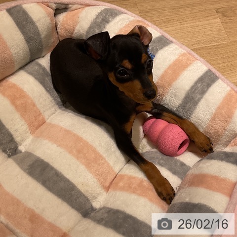 愛知県のミニチュアピンシャー (ペットプラス イオンモール豊川店/2025年11月15日生まれ/女の子/ブラックタン)の子犬の4枚目の画像