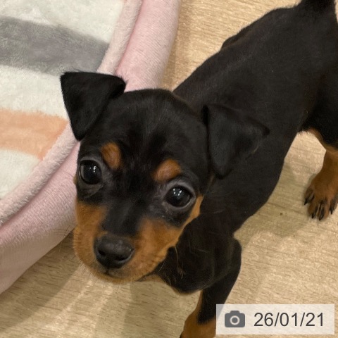 愛知県のミニチュアピンシャー (ペットプラス 則武新町店/2025年11月15日生まれ/女の子/ブラックタン)の子犬の3枚目の画像