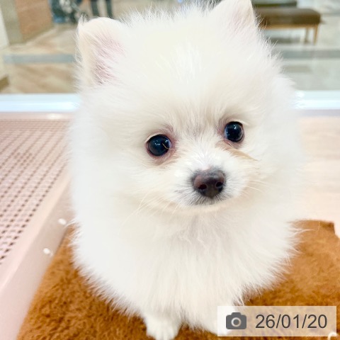愛知県のポメラニアン (ペットプラス 豊田店/2025年11月16日生まれ/男の子/ホワイト)の子犬の3枚目の画像