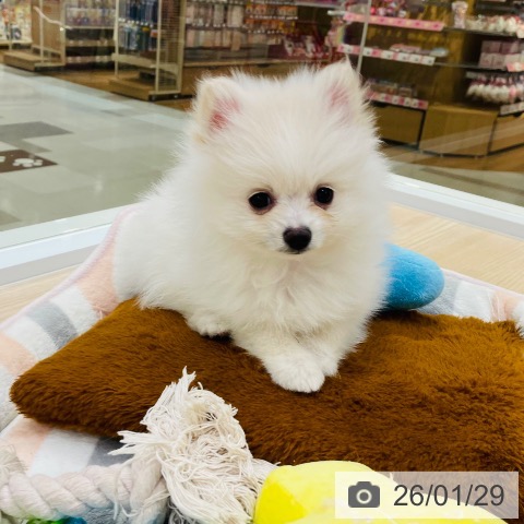 愛知県のポメラニアン (ペットプラス 豊田店/2025年11月16日生まれ/男の子/ホワイト)の子犬の3枚目の画像