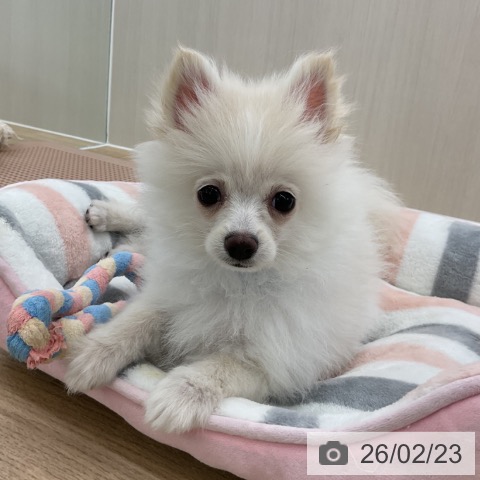 愛知県のポメラニアン (ペットプラス 豊橋牧野店/2025年11月16日生まれ/男の子/ホワイト)の子犬の4枚目の画像