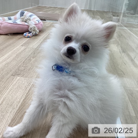 愛知県のポメラニアン (ペットプラス 豊橋牧野店/2025年11月16日生まれ/男の子/ホワイト)の子犬の3枚目の画像