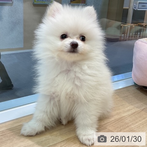愛知県のポメラニアン (ペットプラス 岡崎店/2025年11月16日生まれ/男の子/ホワイト)の子犬の4枚目の画像