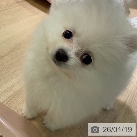 愛知県のポメラニアン (ペットプラス 岡崎店/2025年11月16日生まれ/男の子/ホワイト)の子犬の3枚目の画像