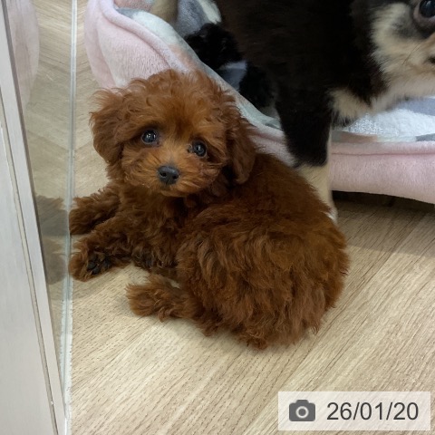 愛知県のトイプードル(トイ) (ペットプラス mozoワンダーシティ店/2025年11月14日生まれ/女の子/レッド)の子犬の4枚目の画像