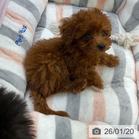 愛知県のトイプードル(トイ) (ペットプラス mozoワンダーシティ店/2025年11月14日生まれ/女の子/レッド)の子犬の3枚目の画像