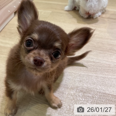 愛知県のチワワ(ロング) (ペットプラス 岡崎店/2025年11月19日生まれ/男の子/チョコレートタン)の子犬の3枚目の画像