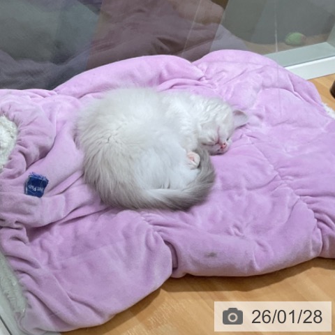 ラグドールの写真