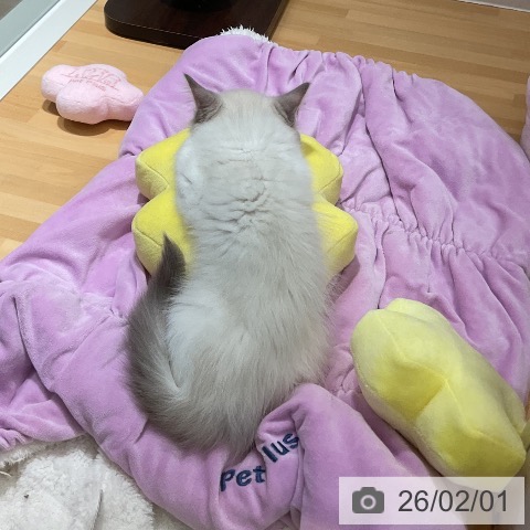 ラグドールの写真