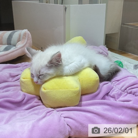 ラグドールの写真