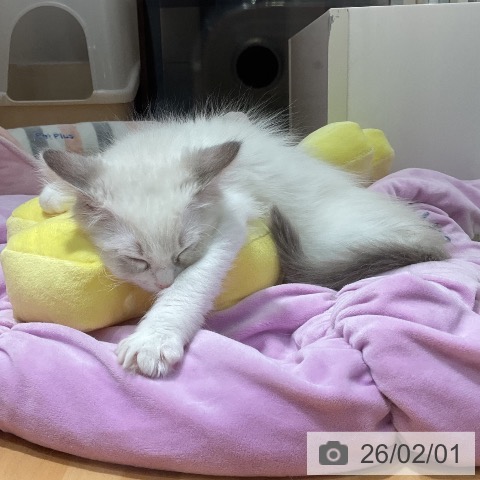 ラグドールの写真