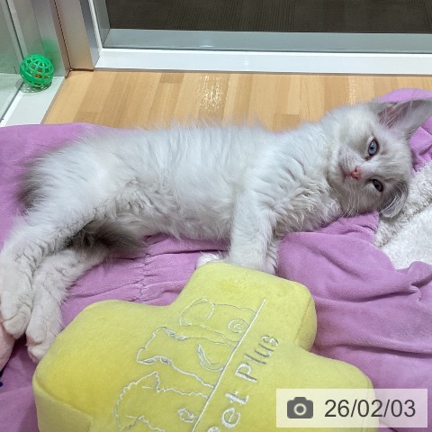 ラグドールの写真